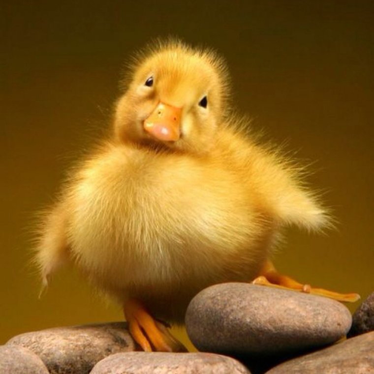 Утя Утя Утя