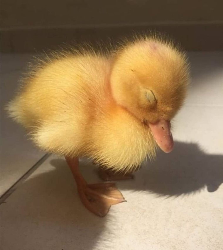 Смешной цыпленок Сонный
