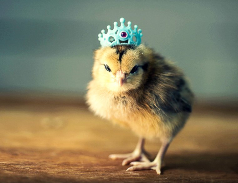 Цыпленок с короной
