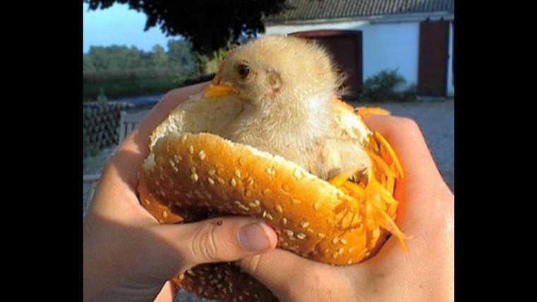 Цыпленок прикол