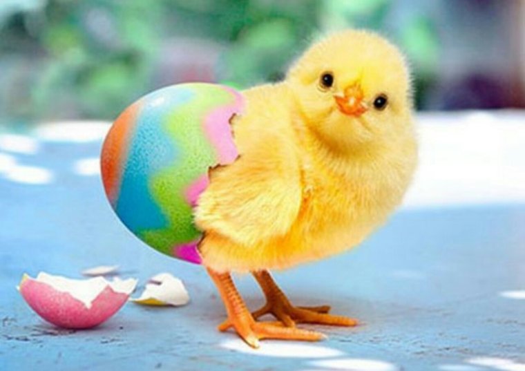 Разноцветные птенцы