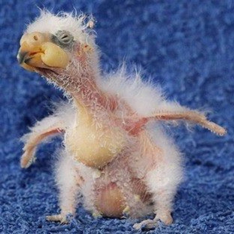 Страшные птенцы