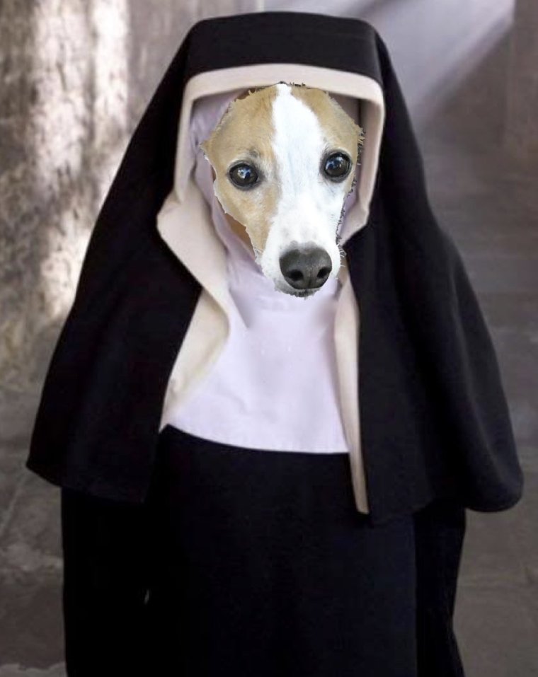 Кошка монашка