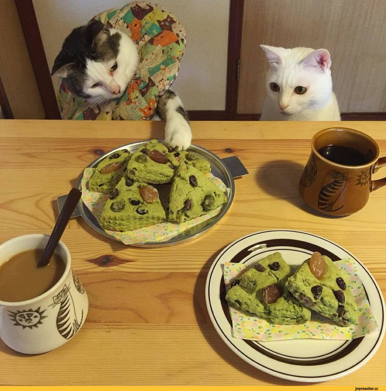 Обед прикол