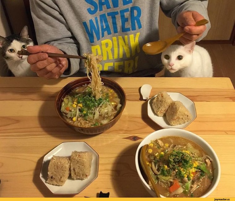 Котики едят японскую еду