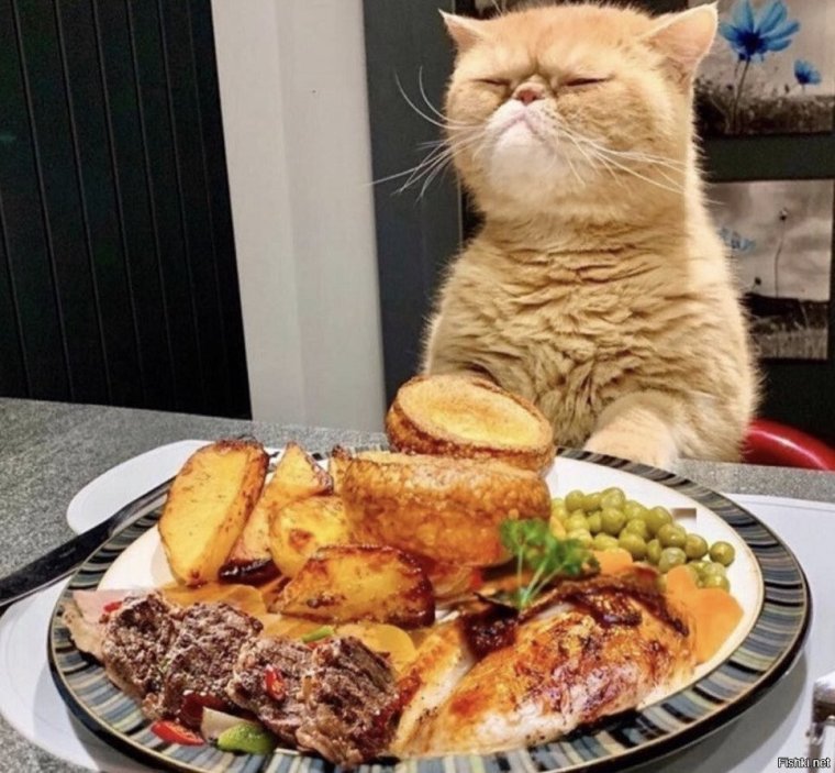 Привередливый кот