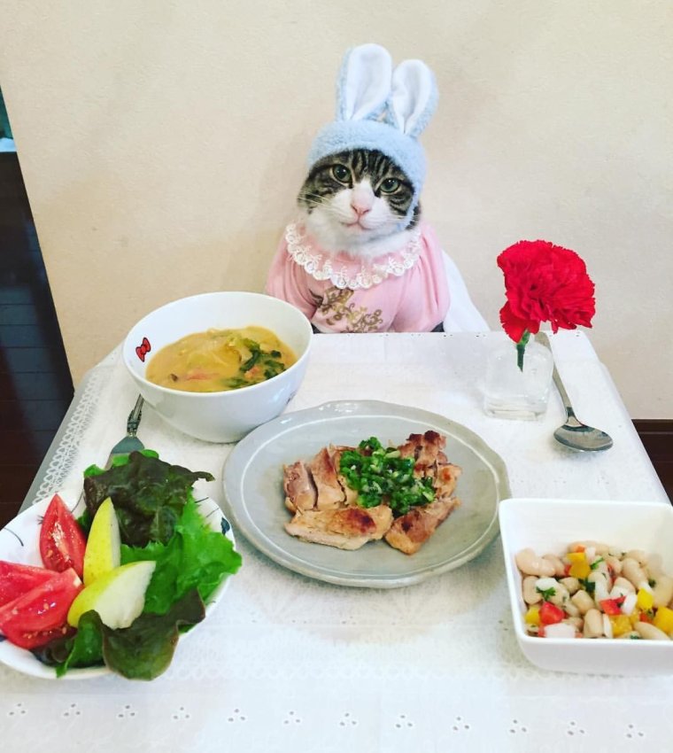 Кот ужинает