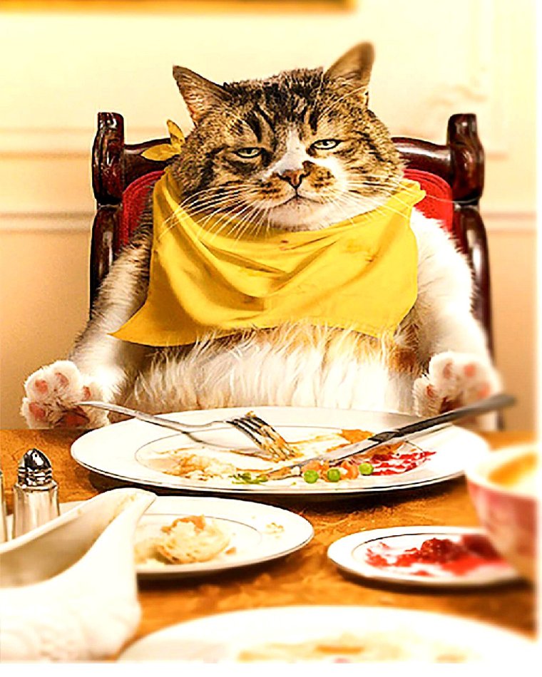 Кот завтракает