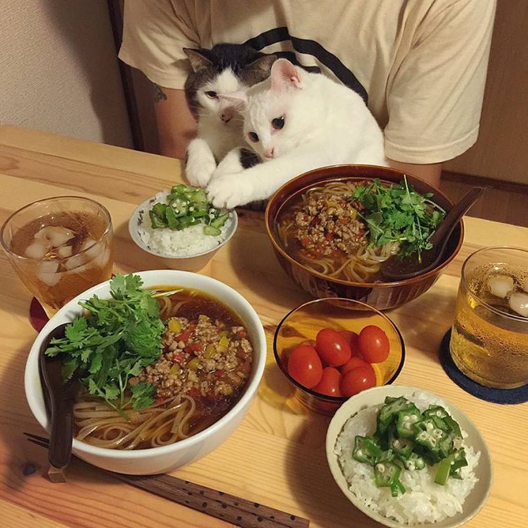 Кошачий ужин