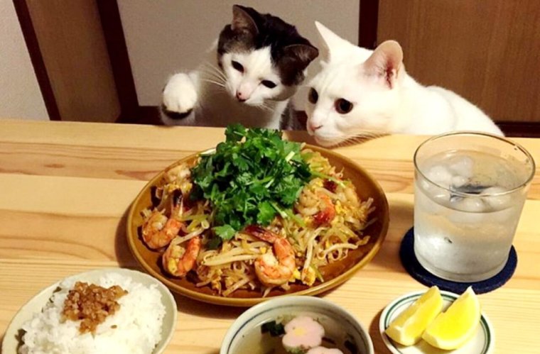 Кот за столом