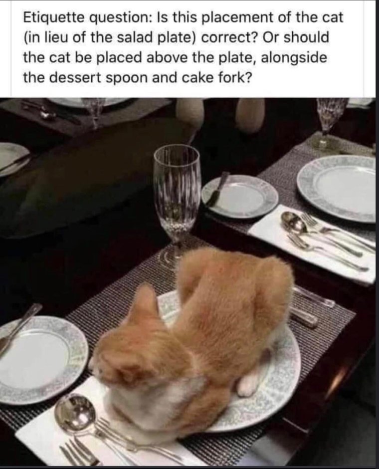 Кошка за столом