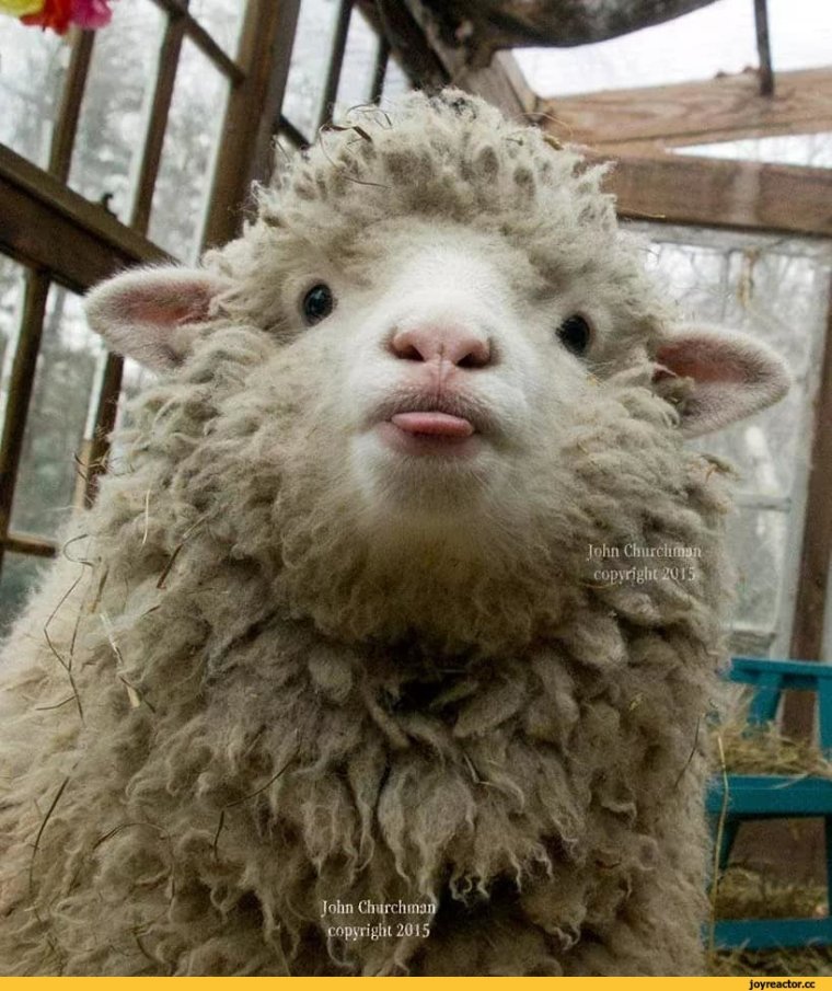 Овца смешная