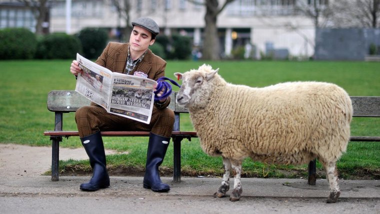 Овечка и человек