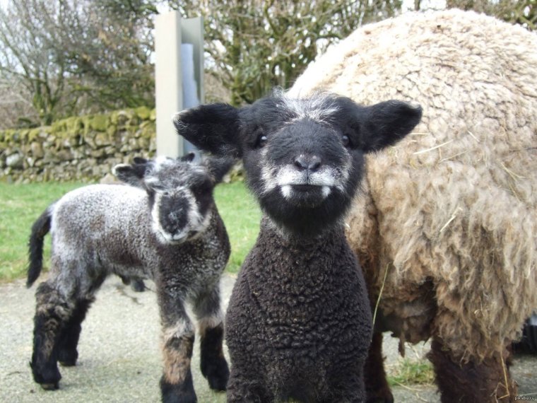 Овца смешная