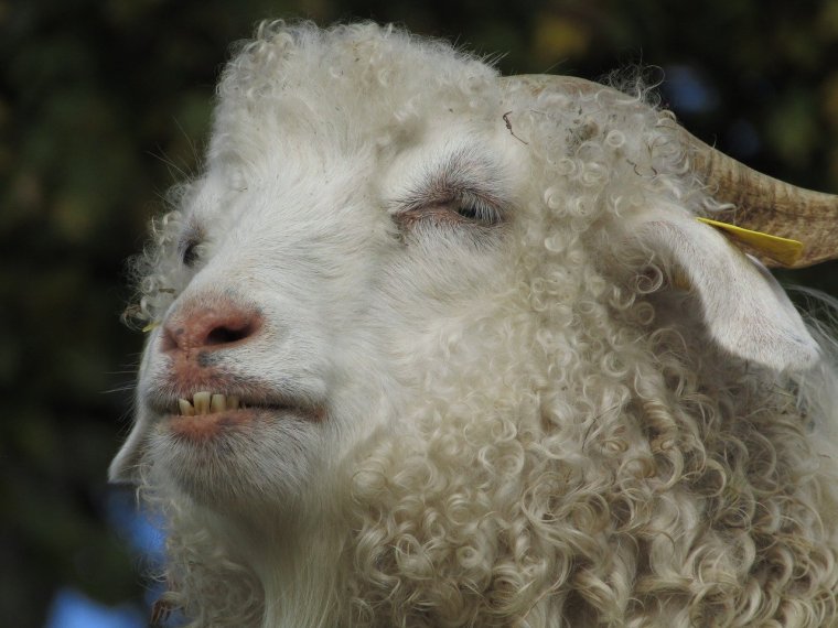 Кудрявая коза