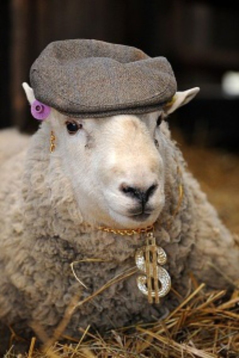 Забавные овцы