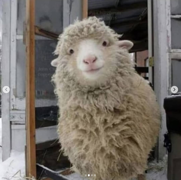 Смешные овечки