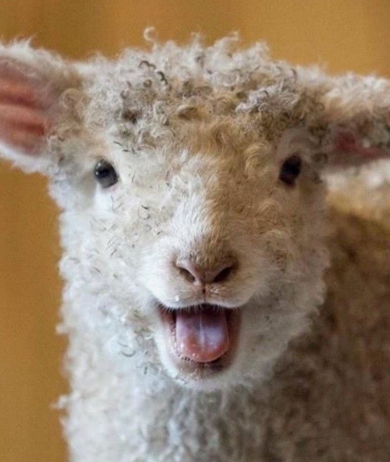 Кучерявый баран