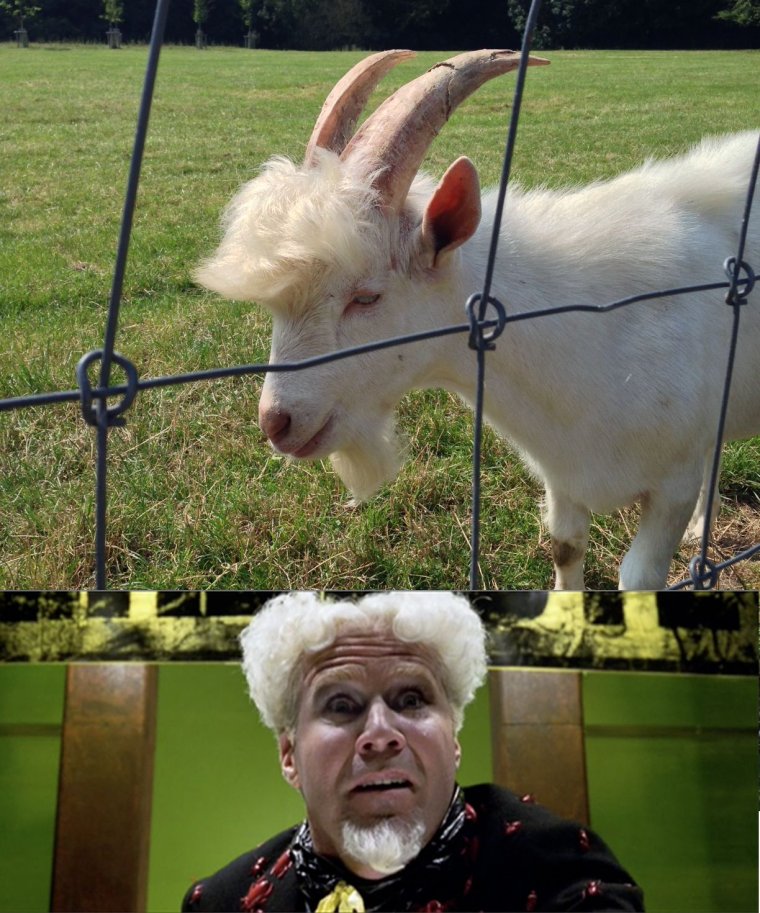 Коза прикол