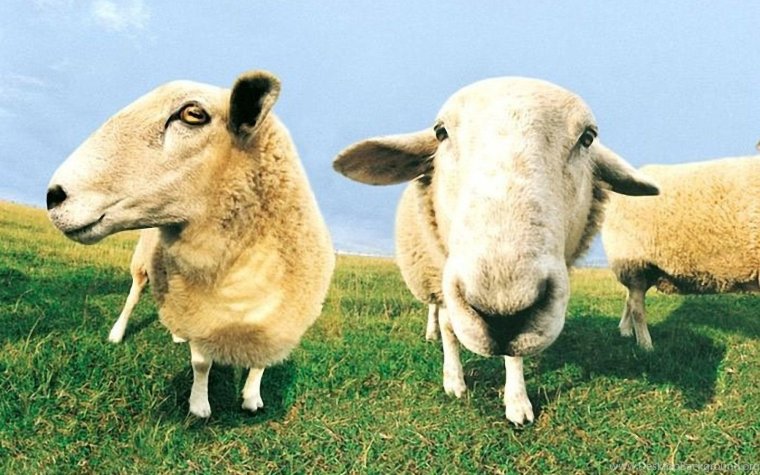 Смешные овечки