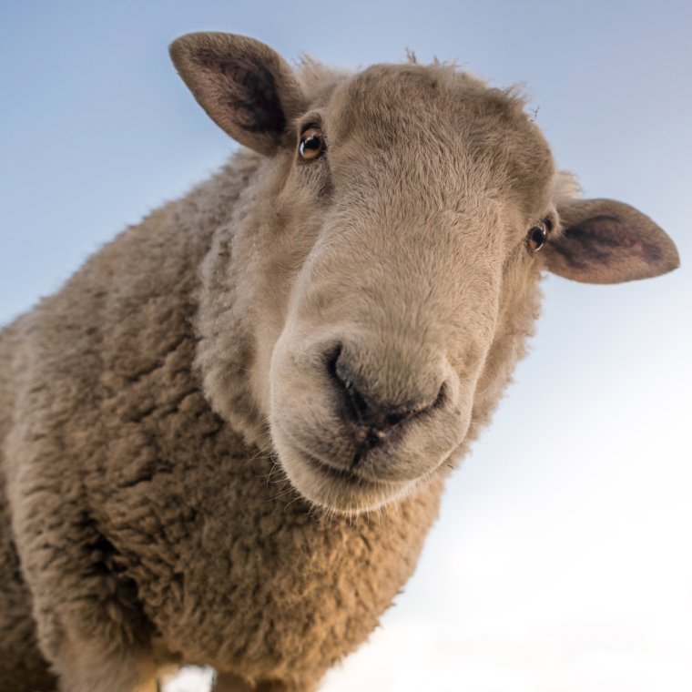 Забавная Овечка