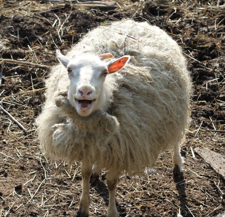 Бараны и овцы