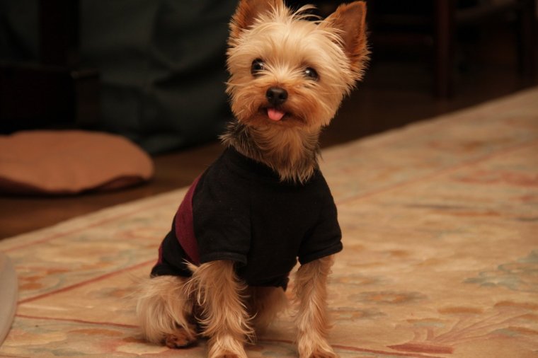 Стрит терьер