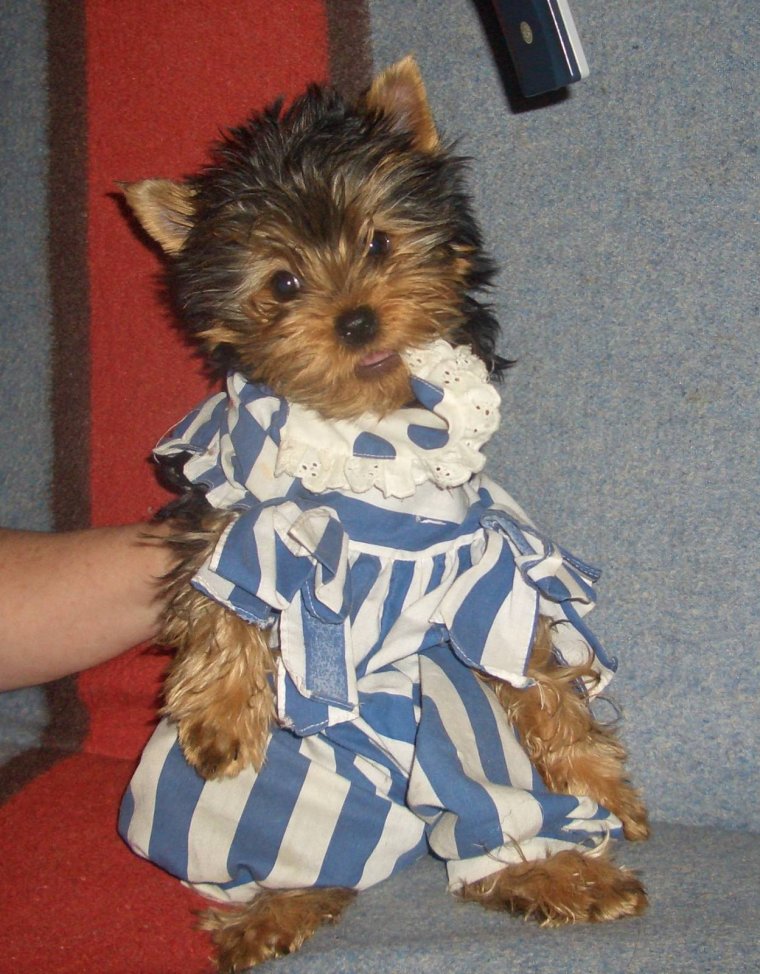 Смешные йорки щенки