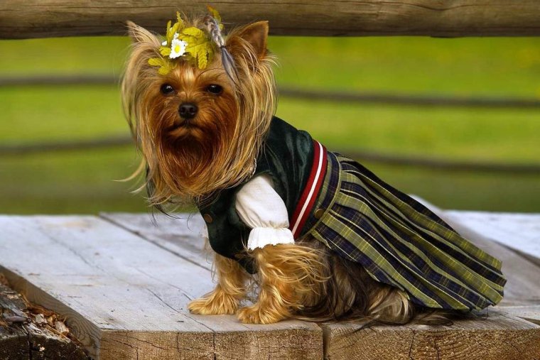 Йоркширский терьер короткошерстный