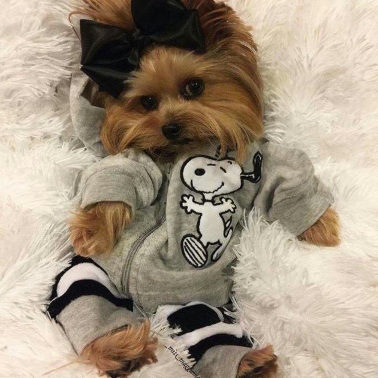 Милые Йоркширские терьеры