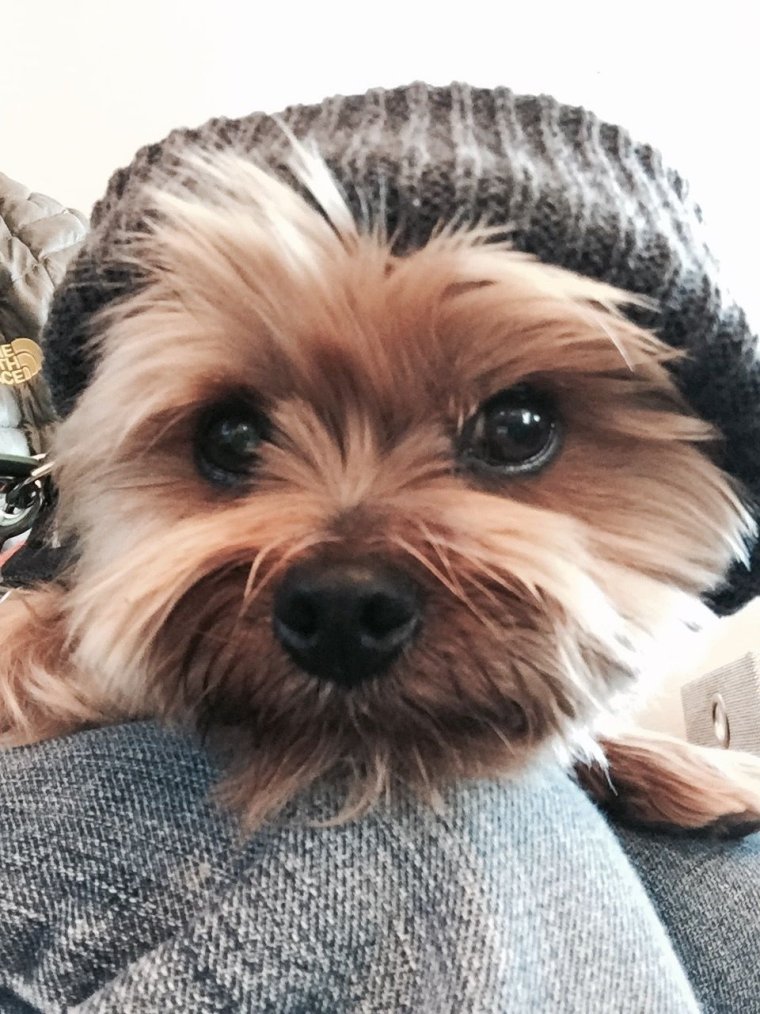 Анатомия Йорка