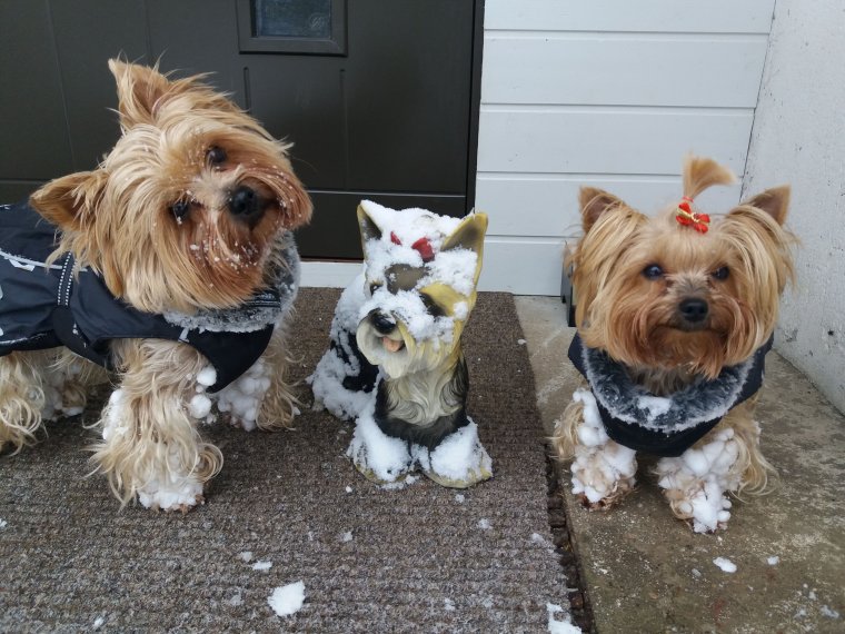 Смешные йорки