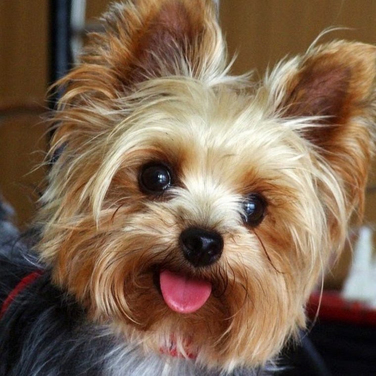 Йоркширский терьер макси