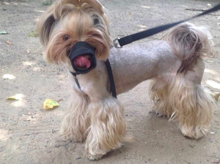 Намордник для Йоркшира