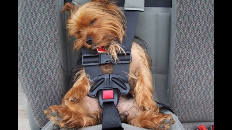 Смешные йорки