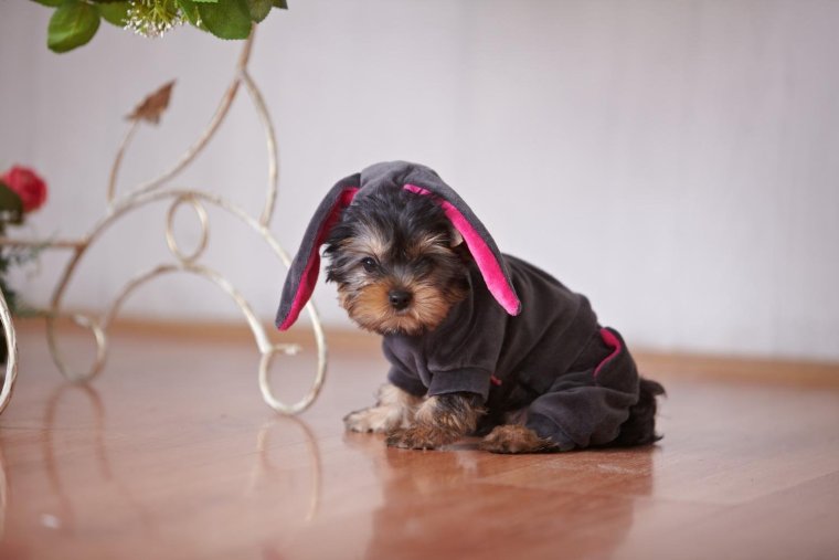 Смешные йорки щенки