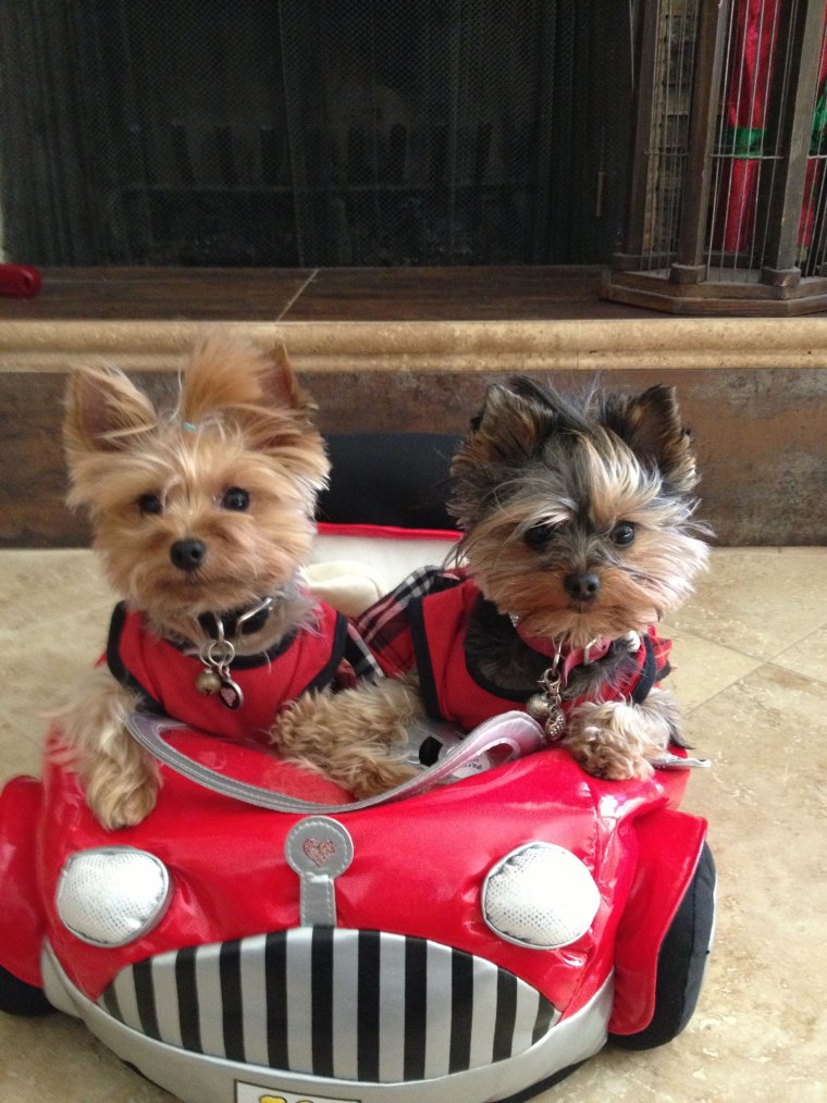 Смешные йорки