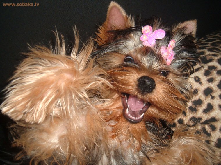Йоркширский терьер улыбка