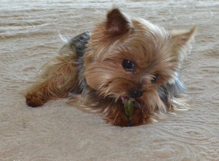 Злобный Йоркширский терьер