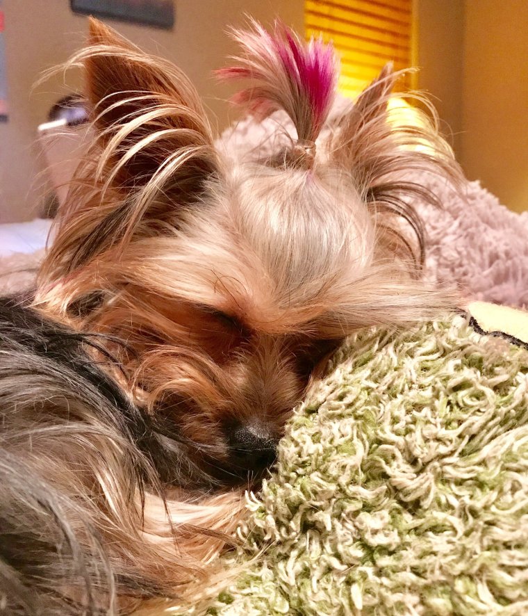 Йоркширский терьер Джанни