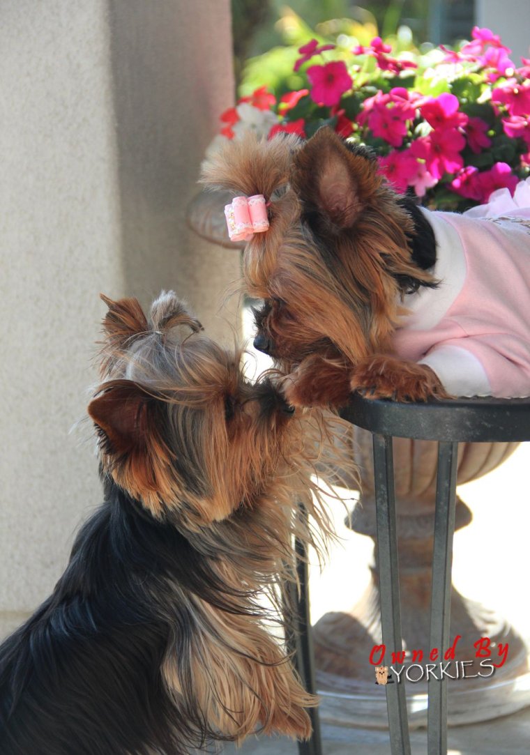 Доброе утро Йоркширский терьер