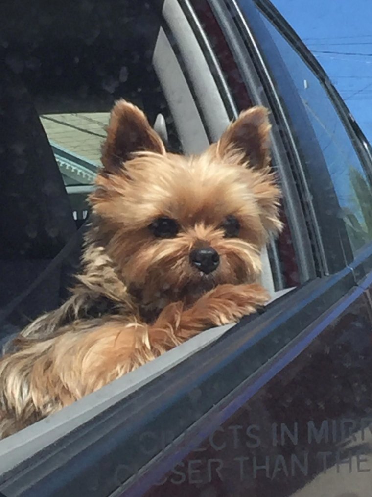 Йоркширский терьер в машине