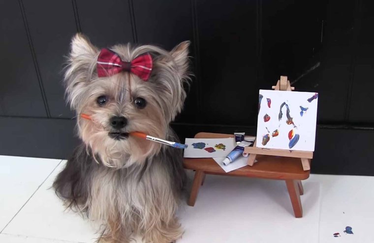 Видеоролики про йорков