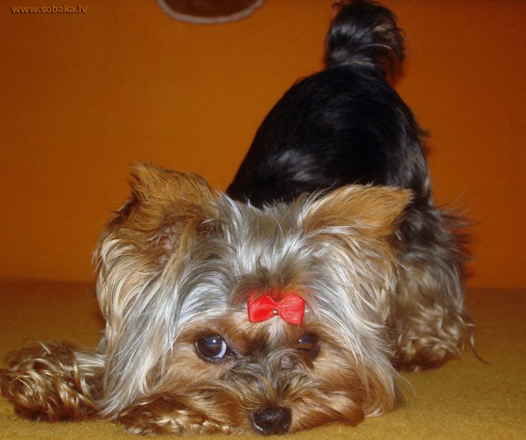 Йоркширский терьер с хвостиком