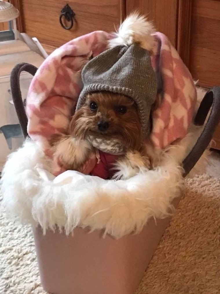 Йоркширский терьер в шапочке