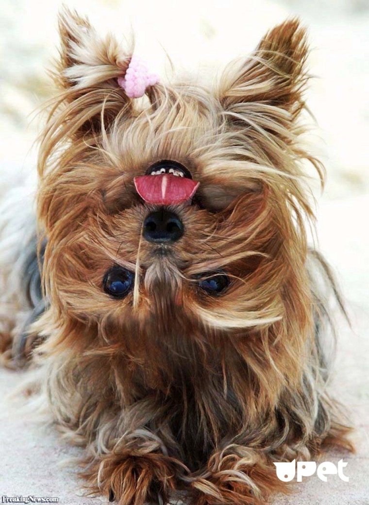 Йорик Браун