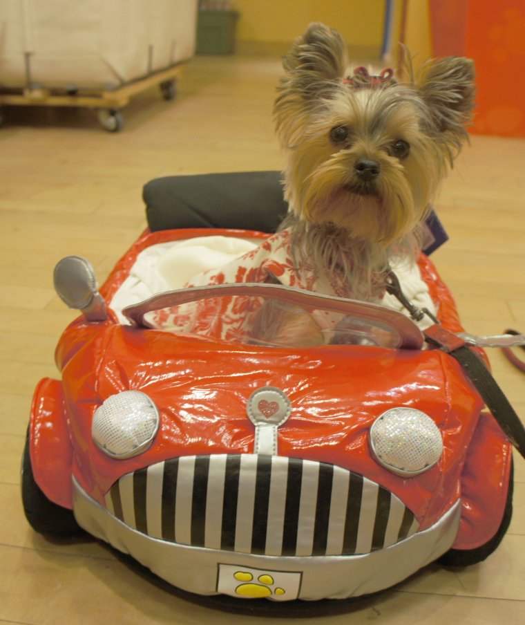 Йоркширский терьер украшение