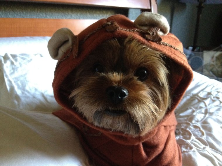 Йорк прикол