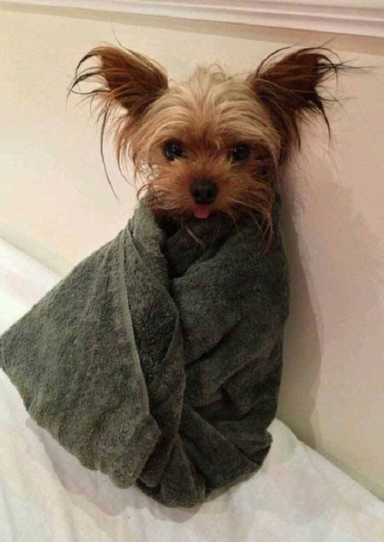 Смешные йорки