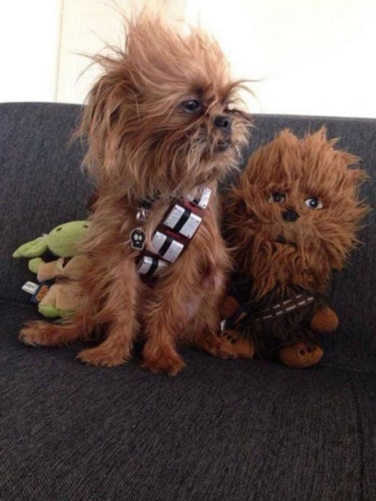 Собака Чубака порода Чубакка